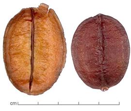   Fruits:   Jacaranda puberula ; Photo by Lyndon Photography, Dried Botanical ID
